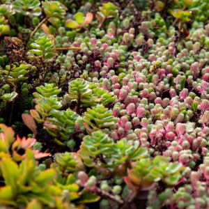 groen dak plantjes