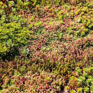 groen dak plantjes