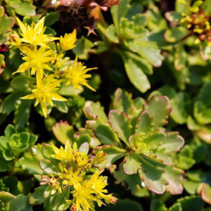 groen dak plantjes